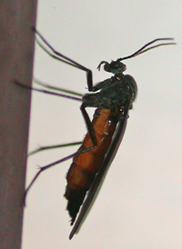 Odontosciara nigra